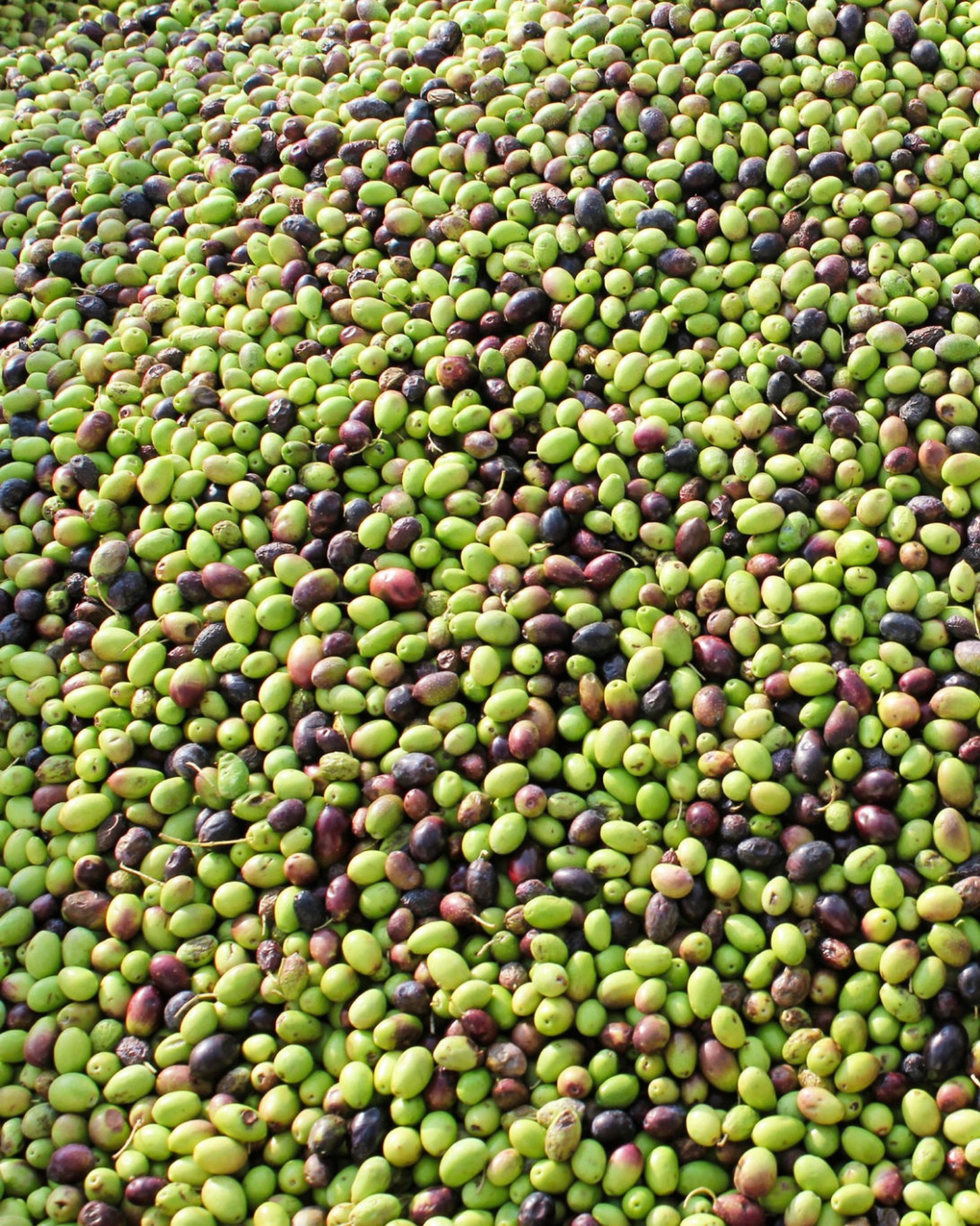 Sonoma Farm Co-Packing Olive Oil Production - Freshly Picked Olives Being Processed