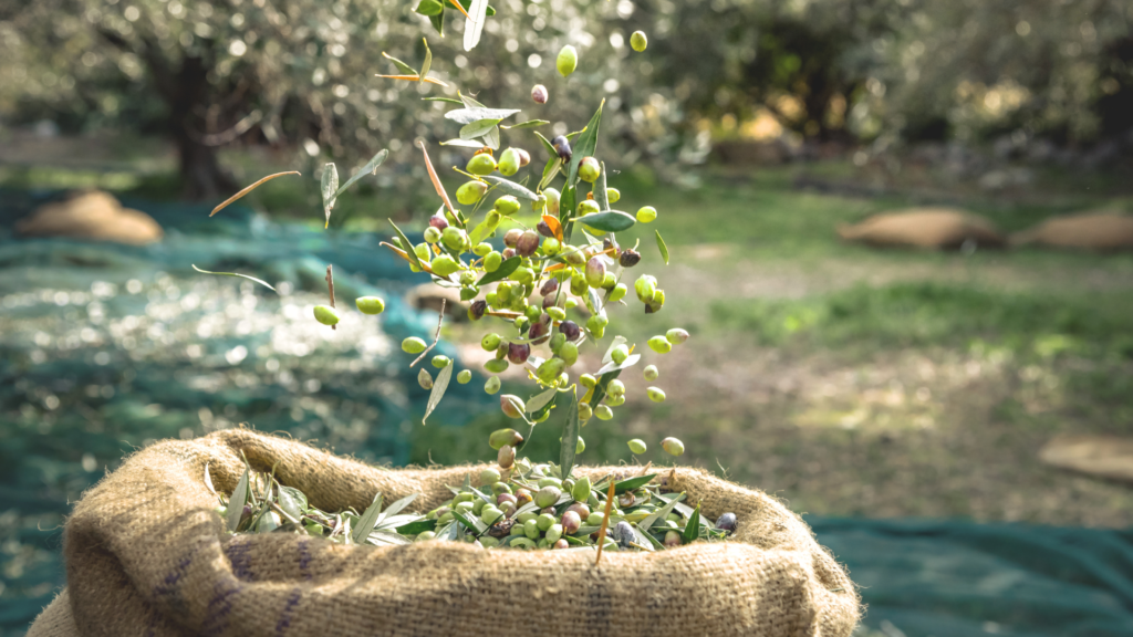 1 gallon olive oil